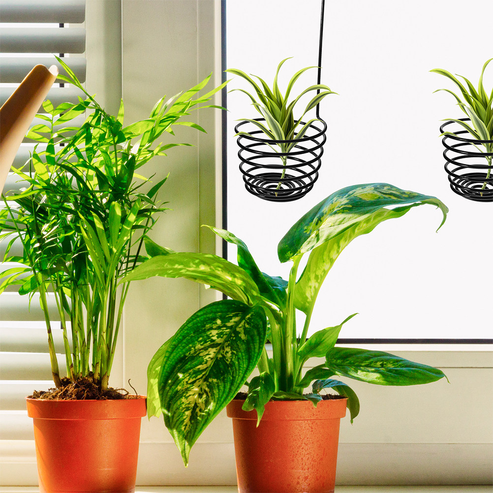 3Pcs Gantungan Tanaman Udara S - Air Plant Tillandsia ulasan dan harga