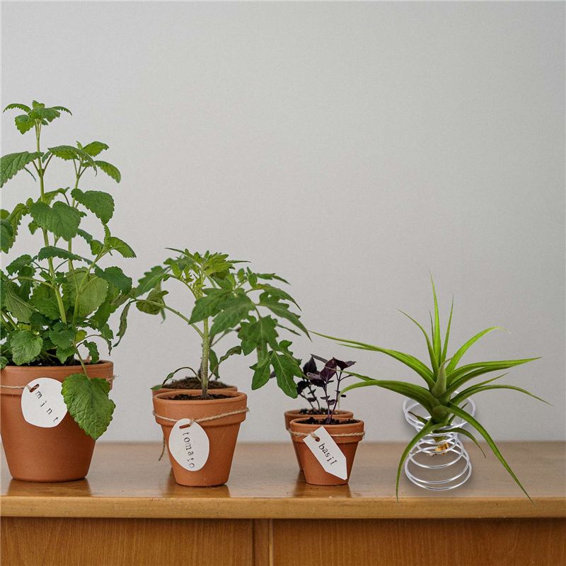 Penjualan Terlaris-6 Buah Rak  - Air Plant Tillandsia ulasan dan harga