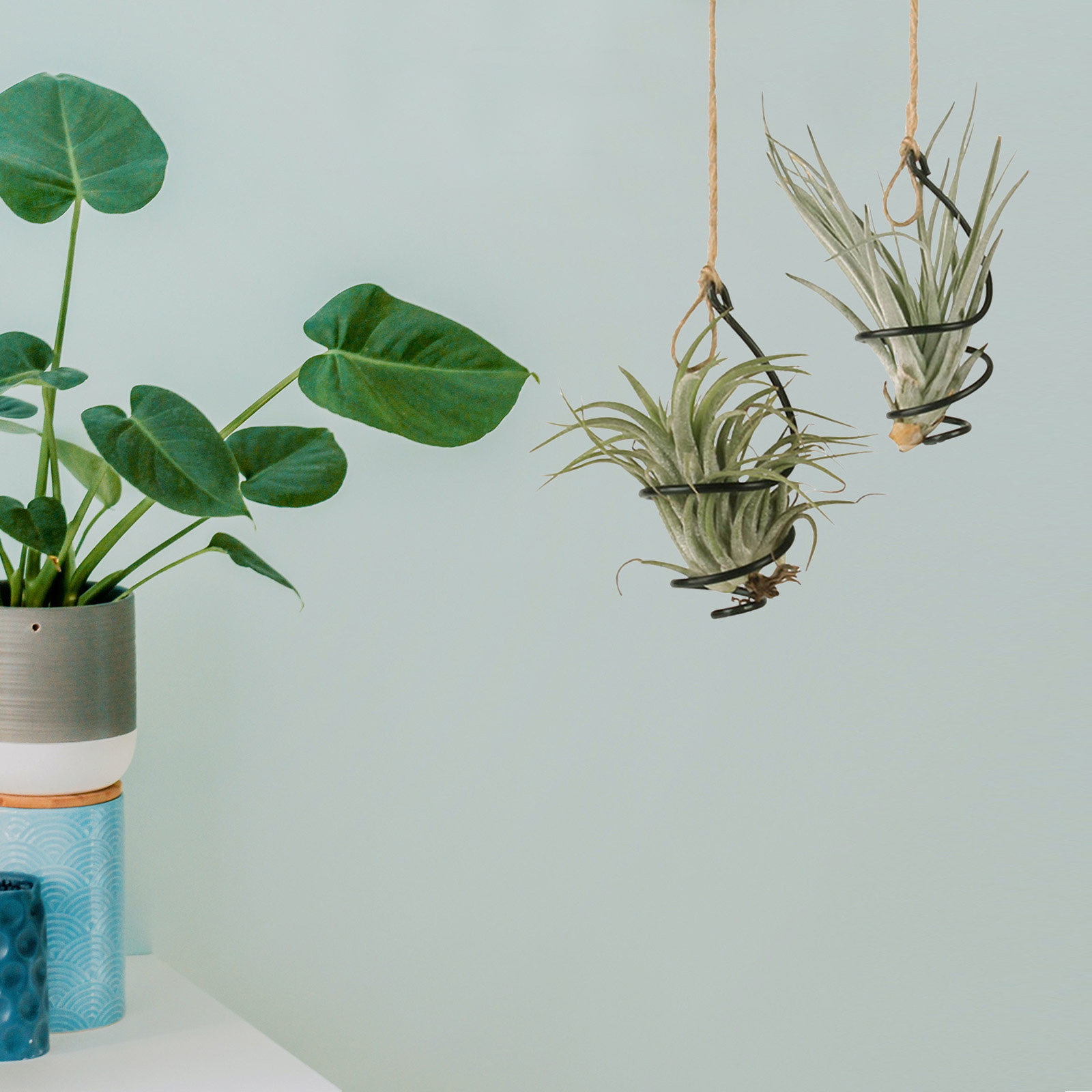 30Pcs Penyangga Tanaman Udara  - Air Plant Tillandsia ulasan dan harga