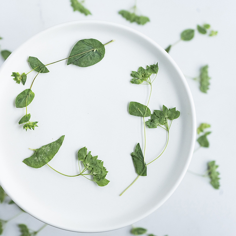 60 Buah Rumput Telinga Kelinci - Plant Parent Sticker ulasan dan harga